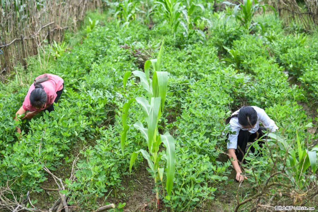 全网追的“扁担女孩”,找了一份暑假工,时薪12元 - 天门生活资讯 - 天门28生活网 tm.28life.com