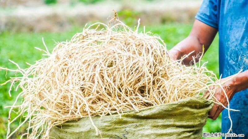 堪称“最难吃”的蔬菜，却是 “抗辐射神器”，还能护肺、清热、止咳化痰！ - 天门生活资讯 - 天门28生活网 tm.28life.com