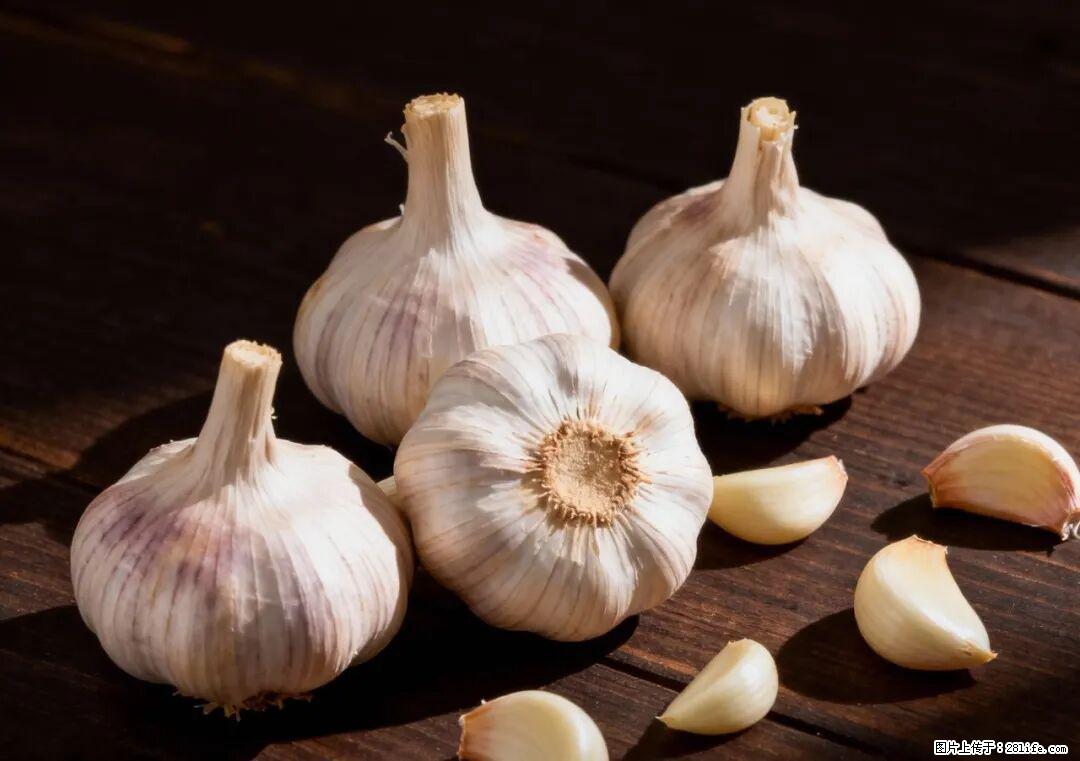 关于大蒜，除了“天然抗生素”，这4个谣言更该警惕! - 天门生活资讯 - 天门28生活网 tm.28life.com