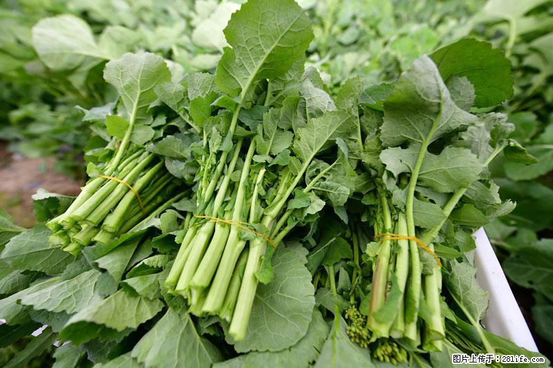 这些蔬菜是“天然钙片”，这6种被医生重点推荐 - 天门生活资讯 - 天门28生活网 tm.28life.com